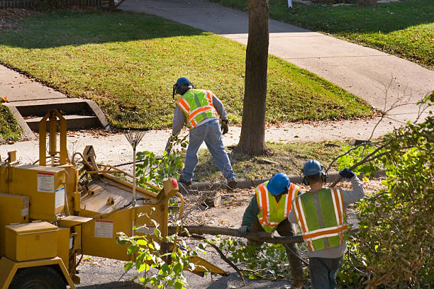 The Steps Involved in Our Tree Care Process in Kana, UT